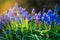 Blue grape hyacinths back lit by sunshine with some pretty lens flare