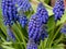 Blue grape hyacinths bloom in spring