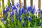 Blue grape hyacinths blooming in the garden under the sunlight.