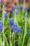 Blue Grape Hyacinths flower