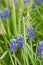 Blue Grape Hyacinths flower