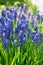 Blue grape hyacinths, muscari flowers