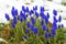 Blue grape hyacinths in the snow, muscari flowers