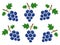 Blue grape icon set. Fruits group vector illustration. Fresh healthy food