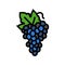 blue grapes bunch color icon vector illustration