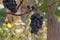 Blue grapes bunch Pinot Noir Slovenia Vipava