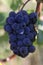 Blue grapes bunch Pinot Noir Slovenia Vipava