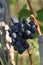 Blue grapes bunch Pinot Noir Slovenia Vipava valley