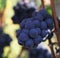 Blue grapes bunch Pinot Noir Slovenia Vipava valley