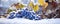 Blue grapes covered with snow in winter. Grape panorama photo