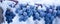 Blue grapes covered with snow in winter. Grape panorama photo