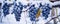 Blue grapes covered with snow in winter. Grape panorama photo