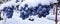 Blue grapes covered with snow in winter. Grape panorama photo