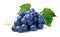 Blue grapes dry bunch on white background