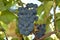 Blue grapes ,. grapes, berry, grains, tasty, food, vitamins, nature, background, plants, fruit, white, green, black,