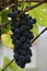 Blue grapes ,. grapes, berry, grains, tasty, food, vitamins, nature, background, plants, fruit, white, green, black,