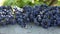 Blue grapes harvest