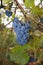 Blue grapes with leaves, on a vine, in autumn, tendrils on a trellis