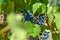 Blue grapes on plantations in the wine industry and the agricultural industry. Growing wine grapes