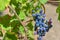 Blue grapes on plantations in the wine industry and the agricultural industry. Growing wine grapes