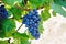 Blue grapes ready to harvest made by a vintner in an established winery. Famous vineyard near Mosel and Rhine in Germany