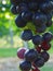 Blue grapes in vineyard