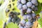 Blue grapes in a vineyard. Ripe grapes in fall. Close-up of bunches of ripe red wine grapes on vine