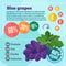 Blue grapes vitamins infographics in a flat style