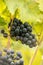 Blue Grapes (Vitis vinifera)