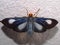 a blue Grass moth (family Crambidae)
