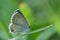 Blue gray butterfly on the grass