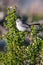 Blue-Gray Gnatcatcher