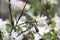 Blue-gray Gnatcatcher With Blossoms