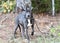 Blue gray Pitbull puppy on leash