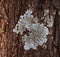 Blue-gray rosette lichen lichen growing on a tree trunk.