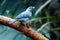 Blue-gray tanager bird sitting on a branch, holding a piece of a fruit in its beak