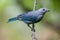 Blue-gray Tanager in Costa Rica