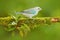 Blue-gray Tanager, exotic tropic blue bird from Costa Rica. Bird sitting on beautiful green moss branch. Birdwatching in South Ame