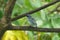 A blue-gray tanager (Thraupis episcopus) hanging over a branch in Boquete Garden Inn lodge, in the highlands of western Panama