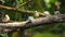 Blue-gray tanagers eating bananas