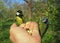 Blue and Great tit birds feeding themselves from hand