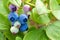 Blue and green blueberries on bush closeup, stock photo