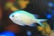 Blue green chromis