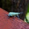 Blue green citrus root weevil over wood
