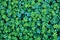 Blue green clover background