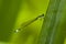 A blue/green damselfly hanging onto a leaf.