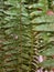 The blue-green foliage in sword-shaped with tiny leaflets and grows erect, arching only when fronds grow larger of the sword fern