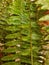 The blue-green foliage in sword-shaped with tiny leaflets and grows erect, arching only when fronds grow larger of the sword fern