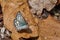 Blue green hairy moth in Panama.