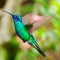 Blue green hummingbird flying over a tropical orange f